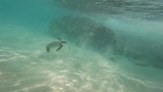 夏季浮潜海洋生物海龟鱼群