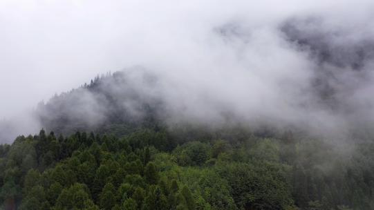 雾蒙蒙的山林