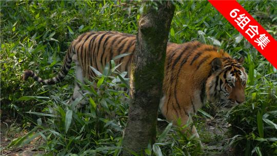 丛林霸主：老虎在动物园中的领地巡视