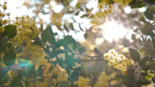 4k实拍唯美春天树林树叶阳光照射逆光光晕