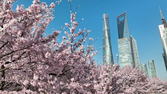 上海城市春天陆家嘴地标上海樱花北上广樱花视频素材模板下载