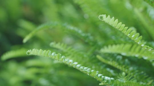 春天绿色蕨类植物视频素材