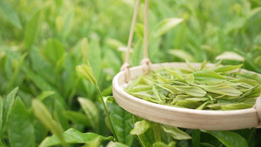 竹编提篮中的新鲜茶叶