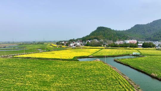 油菜花农村航拍