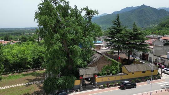 长安百塔寺古寺千年古树银杏树4K航拍4