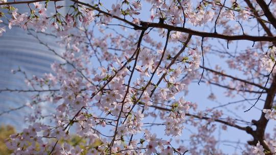 陆家嘴上海中心大厦春天盛开的樱花