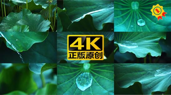 【合集】夏季荷塘荷叶雨滴慢镜头空镜高清在线视频素材下载