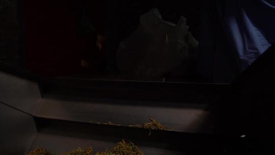 金银花 种植 加工 收获 农业 三农 农村振兴 药材 中药种植 金银花加工 金银花种植 (124)视频素材模板下载