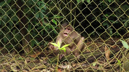 卷尾猴cebus albifrons坐在笼子的栅栏后面