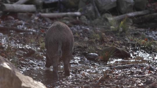 野猪通过泥泞的溪流和背光瀑布场景
