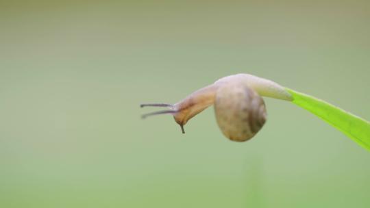 绿色自然小清新蜗牛爬行-立夏