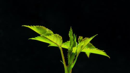 植物生长延时月季玫瑰花蕾生长延时拍摄