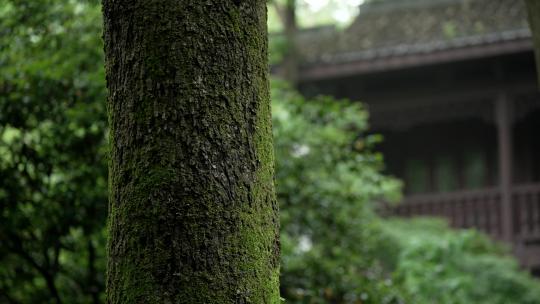 杭州虎跑古建筑前绿色的大树树干上长着青苔