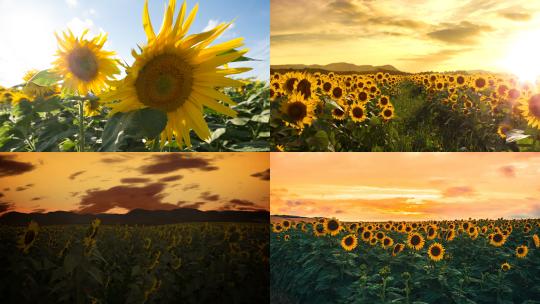 【合集】做一朵向日葵，花向阳开视频素材模板下载
