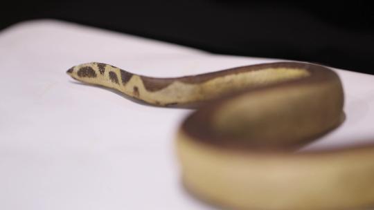 h大连自然博物馆蛇模型