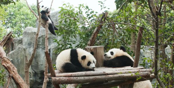 可爱温馨的大熊猫家庭小宝宝找妈妈玩耍