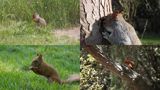 【合集】松鼠 可爱的小松鼠在大自然