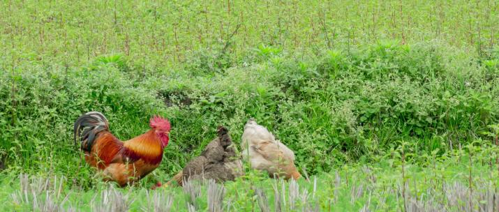 公鸡母鸡吃食觅食溜达鸡放养田间地头草地
