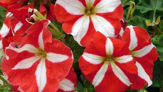 红白条纹花
