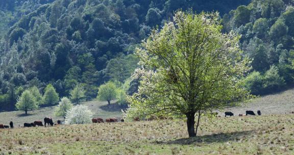 梨花树下的牛群