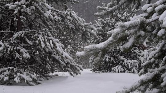 大雪覆盖下的松树