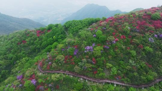 杭州余杭鸬鸟山顶杜鹃花春天映山红航拍