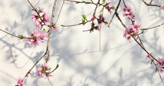 春天桃花桃树白墙光影婆娑空镜