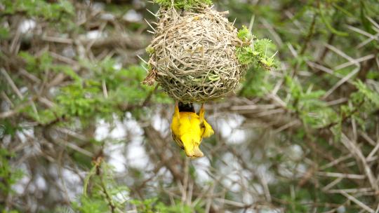 一只雄性南方蒙面织布鸟，处于危险的位置，从下面紧紧抓住巢穴