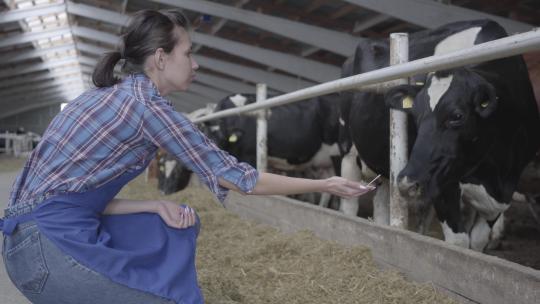 职业年轻女农民参观农场的谷仓喂牛。小牛喂食