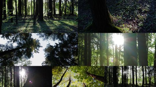 阳光穿过绿色森林夏季树林苔藓原始森林