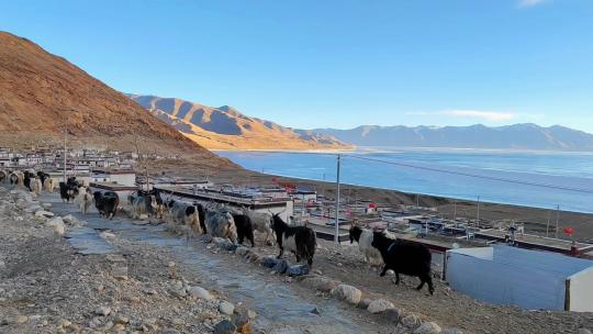 航拍西藏当惹雍措湖畔文布南村行走的羊群