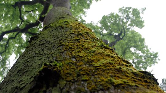 手摸树干 手摸大树 手摸古木 森林古树高清在线视频素材下载