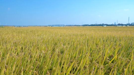 航拍成熟的稻田