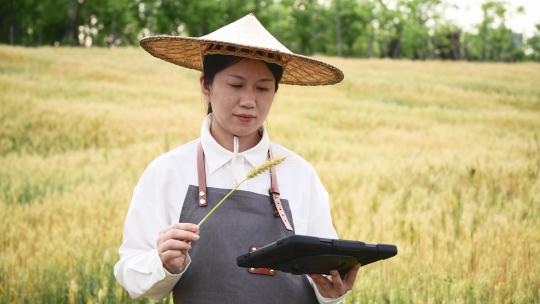 中年女性农技师拿着平板电脑走在小麦田工作