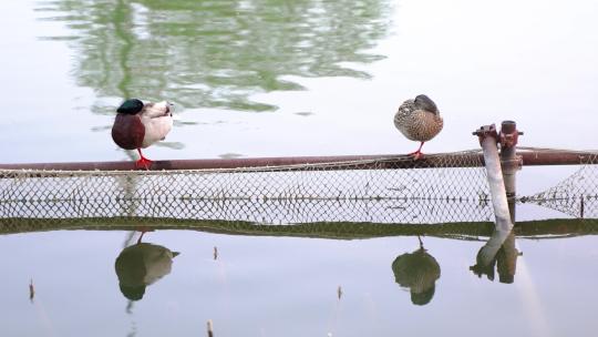 两只鸭子在水面护栏休息梳理羽毛