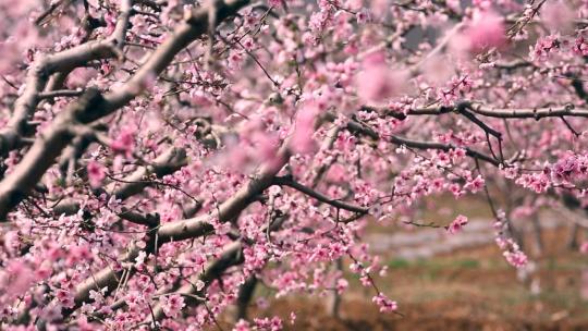 田野里盛开的桃花视频素材模板下载