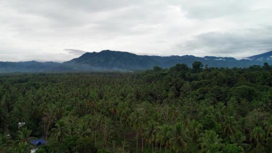 航拍椰树林椰林海南椰子树林雨季山峰云雾