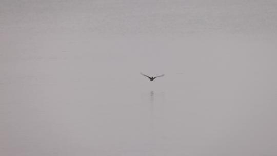 迁徙来深圳湾的赤颈鸭