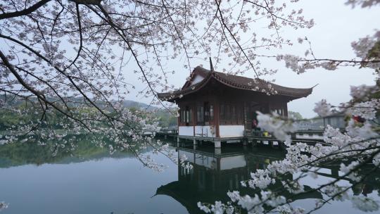 杭州曲院风荷樱花