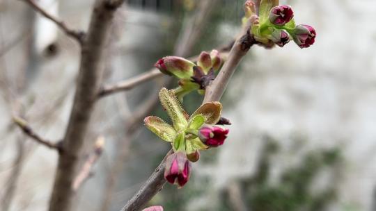 春天发芽的树枝特写