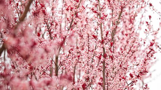 春天花开桃花林