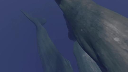 鲸鱼座头鲸视频素材模板下载