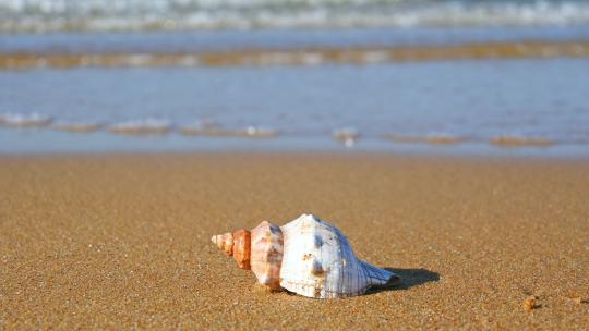 海边旅行时在海滩上捡贝壳和海螺漂流瓶视频素材模板下载