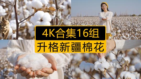 新疆棉花合集16个
