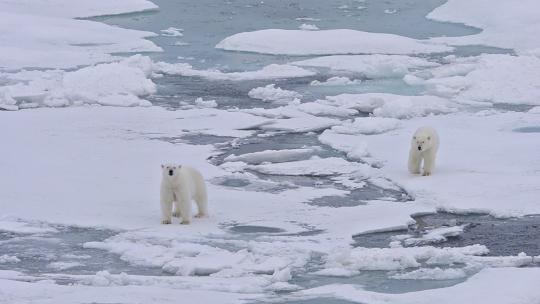 北极熊在北极行走冰川雪山全球变暖生态环境视频素材模板下载