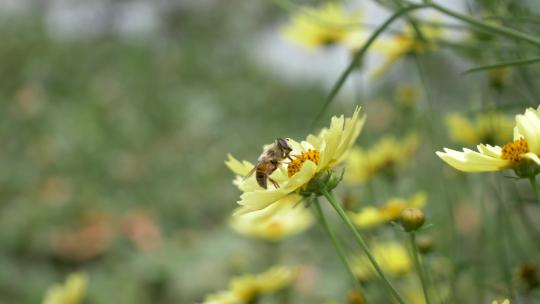 一只蜜蜂在黄色花朵上采集花粉