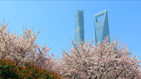 上海陆家嘴唯美灿烂樱花