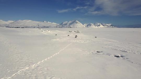 一群驯鹿在冰岛的冬天