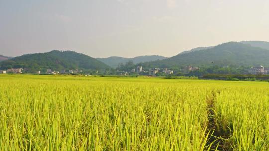 乡村田野水稻