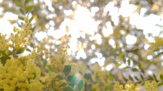 4k实拍逆光唯美阳光植物树叶自然空镜